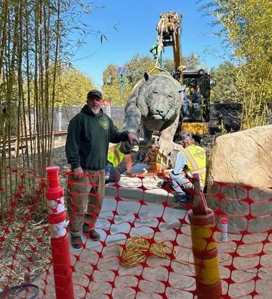 Bronze Tiger on the Move at the Charles Paddock Zoo! | City of